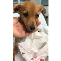 Foto dell\'animale cane - Matr. 2019/2196 - Microchip 380260043870198