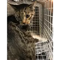 Foto dell\'animale gatto - Matr. 2019/2198 - Microchip 380260043872722