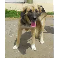 Foto dell\'animale cane - Matr. 2015/1762 - Microchip 380260042537840