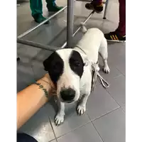 Foto dell\'animale cane - Matr. 2019/2202 - Microchip 380260043872539