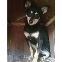 Foto dell\'animale cane - Matr. 2019/1091 - Microchip 380260043680865