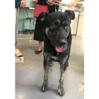 Foto dell\'animale cane - Matr. 2018/0254 - Microchip 380260043513093