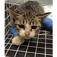 Foto dell\'animale gatto - Matr. 2019/2216 - Microchip 380260043870376