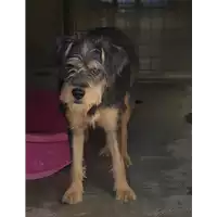cane - Matr. 2019/2215 - Microchip 380260043872656