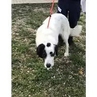Foto dell\'animale cane - Matr. 2019/2217 - Microchip 380260043286893