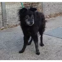 Foto dell\'animale cane - Matr. 2017/0295 - Microchip 380260043152357