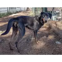 Foto dell\'animale cane - Matr. 2019/1968 - Microchip 380260043681146