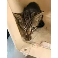 Foto dell\'animale gatto - Matr. 2019/2219 - Microchip 380260043869756