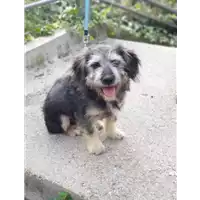 Foto dell\'animale cane - Matr. 2019/2218 - Microchip 380260043870357