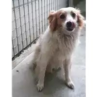 Foto dell\'animale cane - Matr. 2019/2221 - Microchip 380260043873386