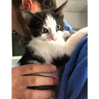 Foto dell\'animale gatto - Matr. 2019/2223 - Microchip 380260043873009