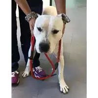 Foto dell\'animale cane - Matr. 2019/2225 - Microchip 380260100590158