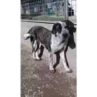 Foto dell\'animale cane - Matr. 2017/0297 - Microchip 380260043147343