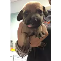 Foto dell\'animale cane - Matr. 2019/2233 - Microchip 380260043872595