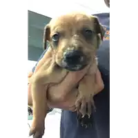 Foto dell\'animale cane - Matr. 2019/2232 - Microchip 380260043873128