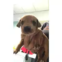 Foto dell\'animale cane - Matr. 2019/2231 - Microchip 380260043872865