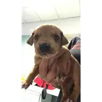 Foto dell\'animale cane - Matr. 2019/2231 - Microchip 380260043872865