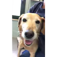 Foto dell\'animale cane - Matr. 2019/2243 - Microchip 380260040142292