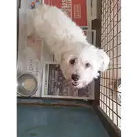 Foto dell\'animale cane - Matr. 2019/2244 - Microchip 380260043873314