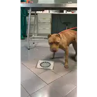 Foto dell\'animale cane - Matr. 2017/0758 - Microchip 380260100309497