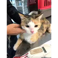 Foto dell\'animale gatto - Matr. 2019/2248 - Microchip 380260043873450