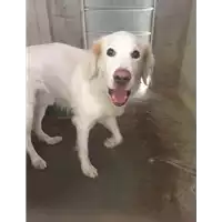 Foto dell\'animale cane - Matr. 2019/2251 - Microchip 380260040153516
