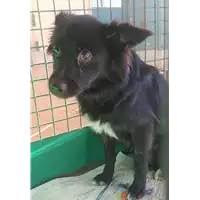 Foto dell\'animale cane - Matr. 2019/2253 - Microchip 380260043873321