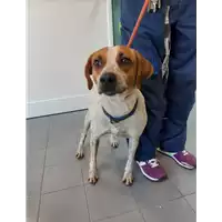 Foto dell\'animale cane - Matr. 2019/2254 - Microchip 380260043872638