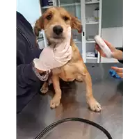Foto dell\'animale cane - Matr. 2019/2256 - Microchip 380260043853858