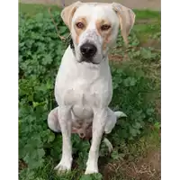 Foto dell\'animale cane - Matr. 2019/2257 - Microchip 380260043853713