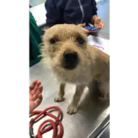 Foto dell\'animale cane - Matr. 2019/2258 - Microchip 380260043873051