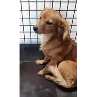 Foto dell\'animale cane - Matr. 2019/2259 - Microchip 380260043854118