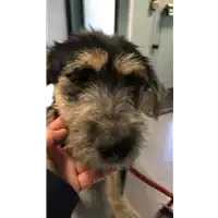Foto dell\'animale cane - Matr. 2019/2260 - Microchip 380260043873385
