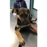 Foto dell\'animale cane - Matr. 2019/2261 - Microchip 380260043854574