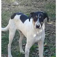 Foto dell\'animale cane - Matr. 2019/2262 - Microchip 380260043853269