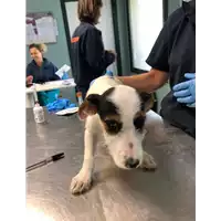 Foto dell\'animale cane - Matr. 2019/2268 - Microchip 380260043854556