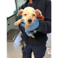 Foto dell\'animale cane - Matr. 2019/2264 - Microchip 380260043870335