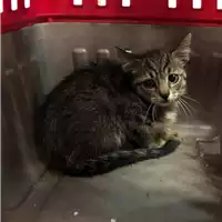 Foto dell\'animale gatto - Matr. 2019/2269 - Microchip 380260043853198