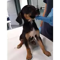 Foto dell\'animale cane - Matr. 2019/2270 - Microchip 380260043681138