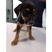 Foto dell\'animale cane - Matr. 2019/2271 - Microchip 380260043680739