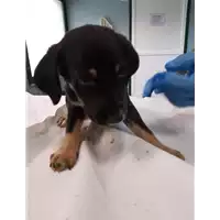 Foto dell\'animale cane - Matr. 2019/2272 - Microchip 380260043635942