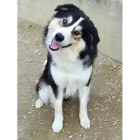 cane - Matr. 2019/1855 - Microchip 380260043870009