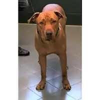 Foto dell\'animale cane - Matr. 2019/2288 - Microchip 380260043872855