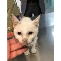 Foto dell\'animale gatto - Matr. 2019/2287 - Microchip 380260043869639