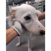 Foto dell\'animale cane - Matr. 2019/2291 - Microchip 380260002663352