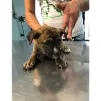 cane - Matr. 2019/2293 - Microchip 380260043718390