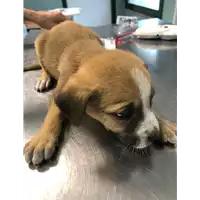 Foto dell\'animale cane - Matr. 2019/2295 - Microchip 380260043869743