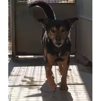 Foto dell\'animale cane - Matr. 2017/0319 - Microchip 981100002135096