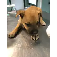 Foto dell\'animale cane - Matr. 2019/2296 - Microchip 380260043873178