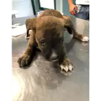 Foto dell\'animale cane - Matr. 2019/2297 - Microchip 380260043718154